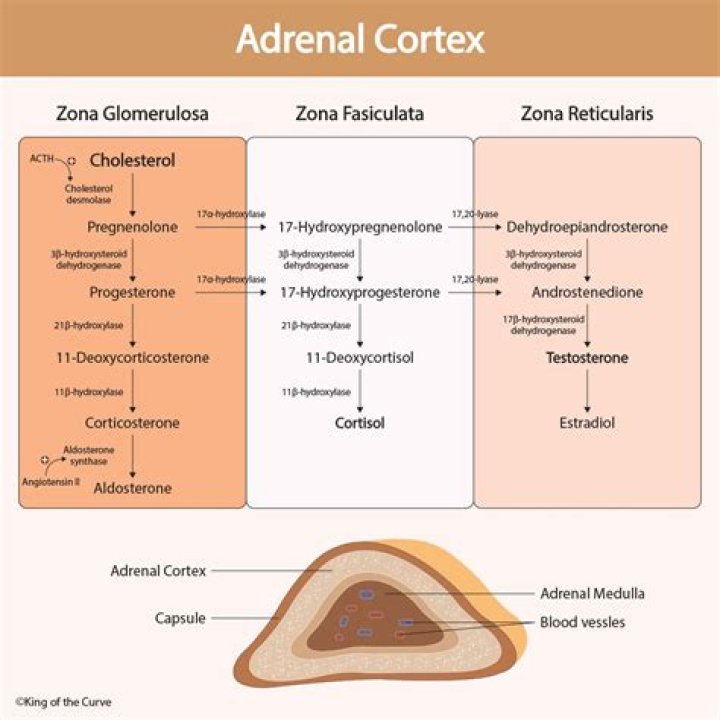 what is the principal determinant for the release of aldosterone from the adrenal cortex