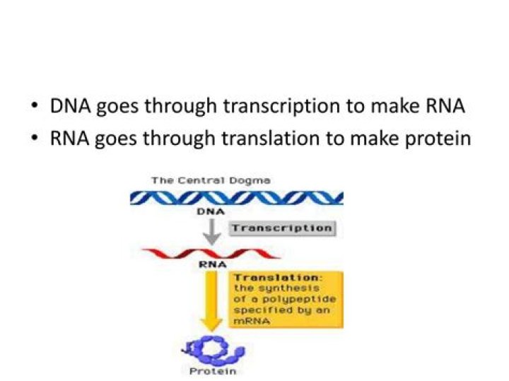what is the product of translation