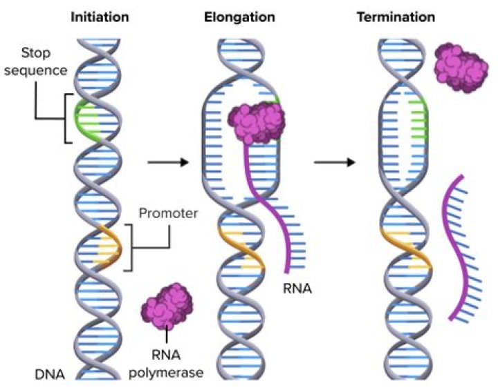 what is the purpose of transcription