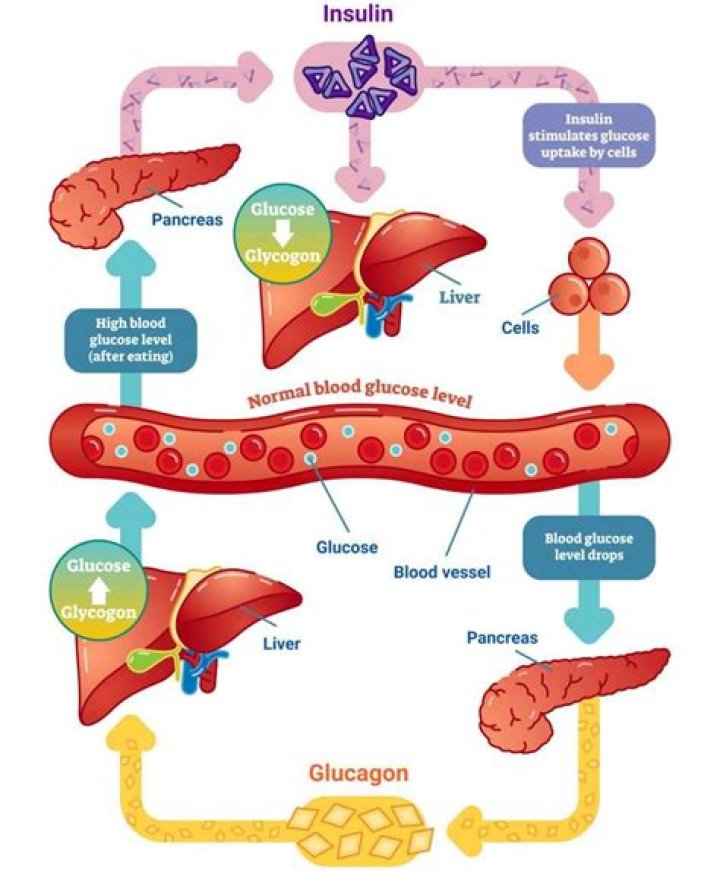 what occurs when blood glucose levels rise following the ingestion of a glucose-rich meal?