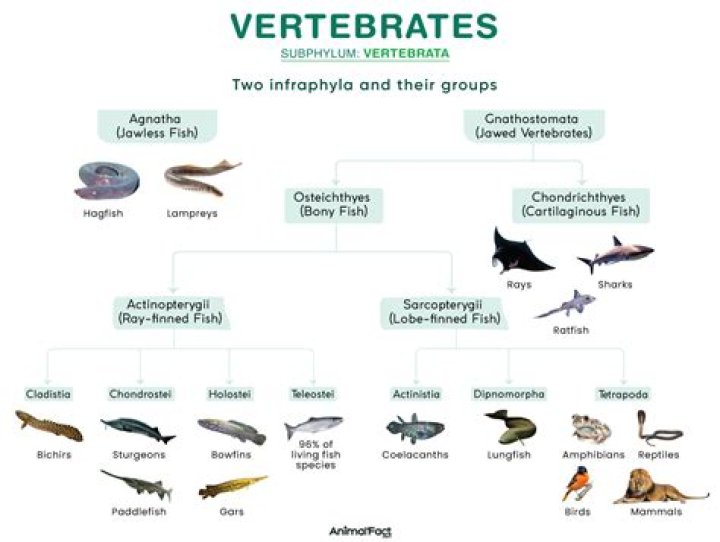 what percent of animals are vertebrates