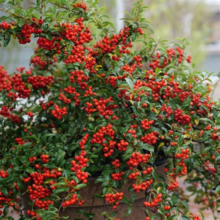 what plant with red berries is used for decoration