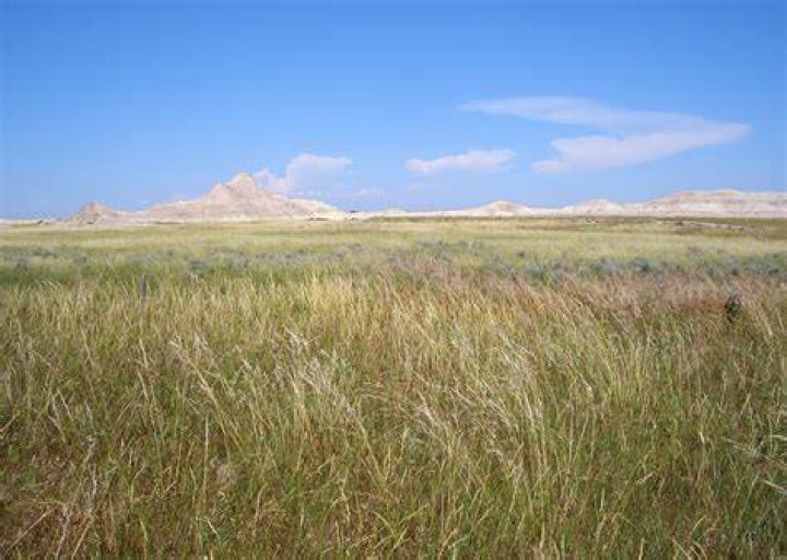 what plants and animals live in the great plains of nebraska