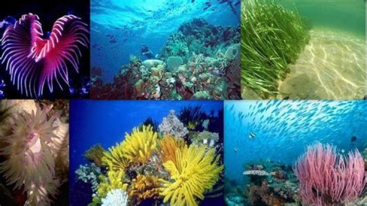 what plants are in the marine biome