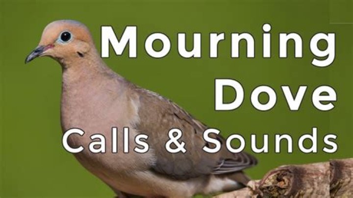 what sound does a mourning dove make