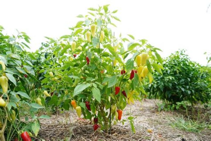 what temperature is too hot for pepper plants