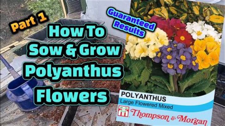 what to do with polyanthus after flowering