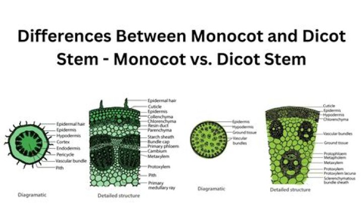what was the major difference you observed between the monocot and eudicot stem cross sections?