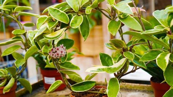 when do hoyas bloom