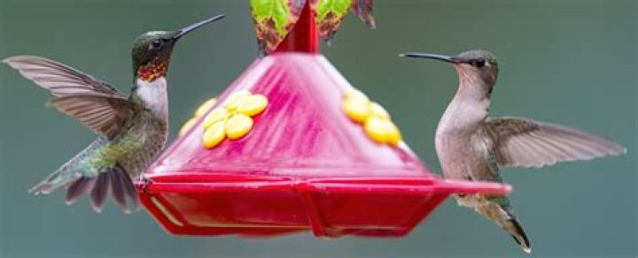 when do hummingbirds leave kentucky