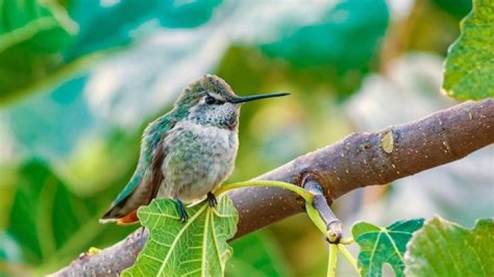 when do hummingbirds leave maine