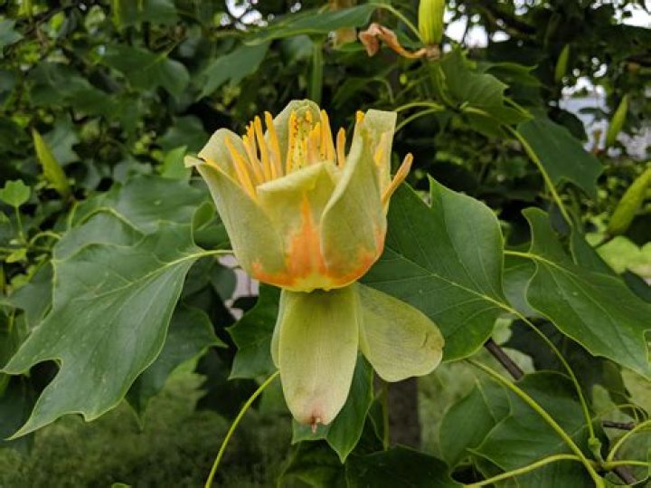 when do tulip trees bloom