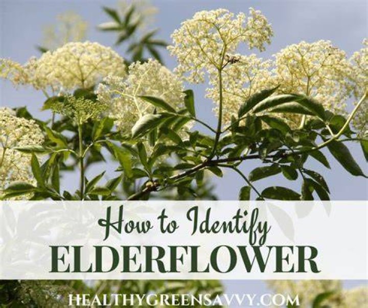 when does elderflower bloom