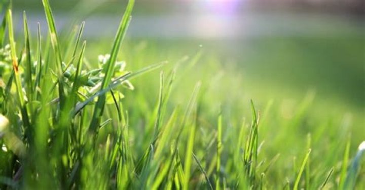 when does grass start growing