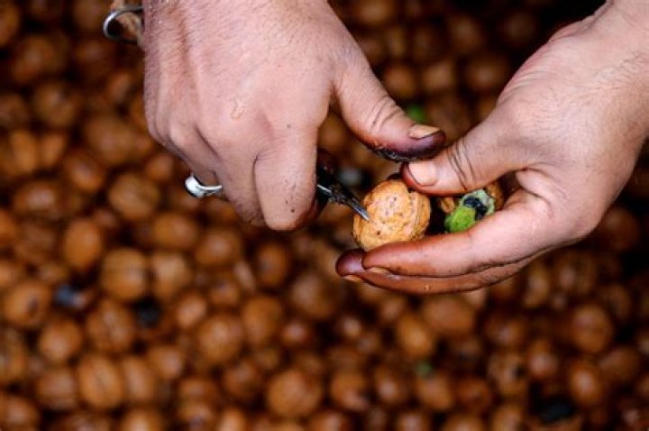 when is walnut season