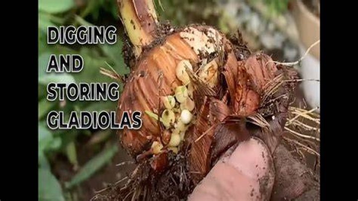 when to dig up gladiolus bulbs
