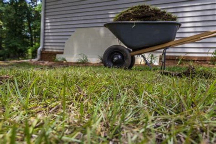 when to overseed centipede grass