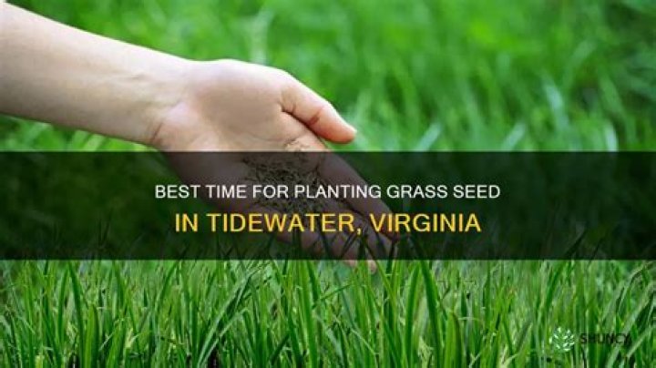 when to plant grass seed in virginia
