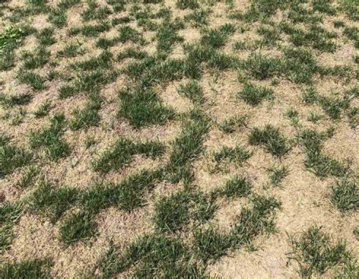 when to plant grass seed in wisconsin