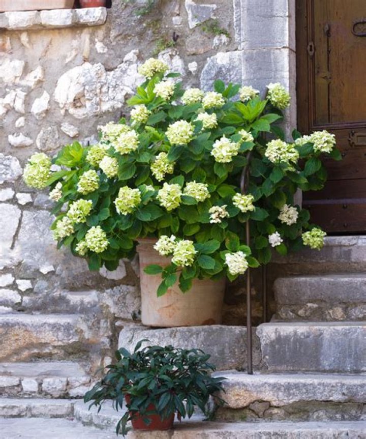 when to plant hydrangeas in maine