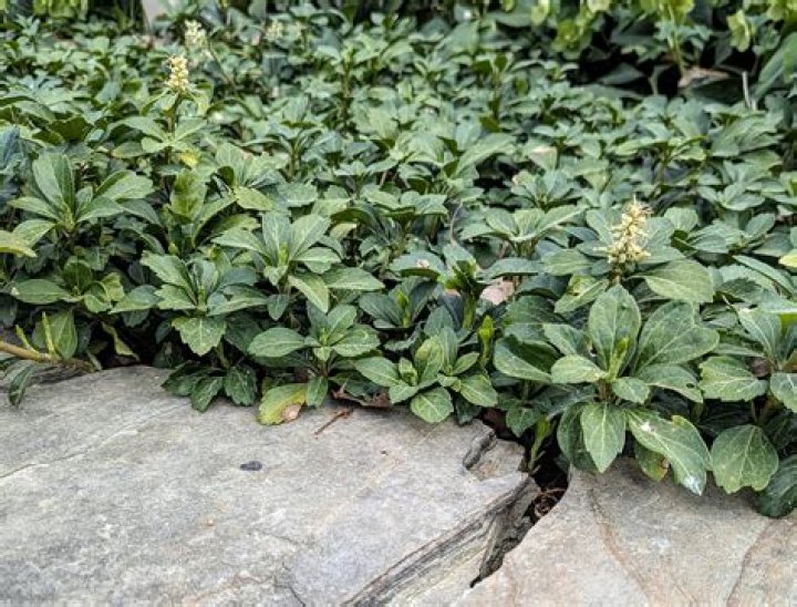 when to plant pachysandra
