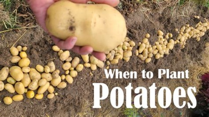 when to plant potatoes in ontario