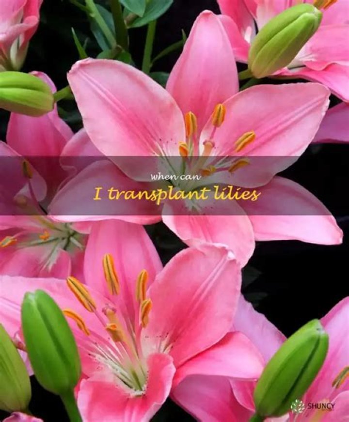 when to transplant lilies