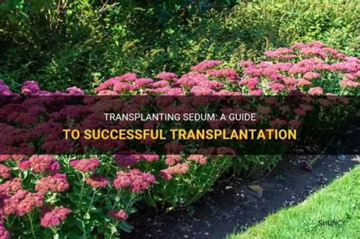 when to transplant sedum