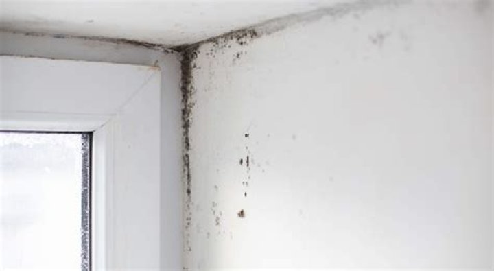 when to walk away from a house with mold