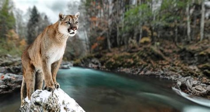where do mountain lions sleep