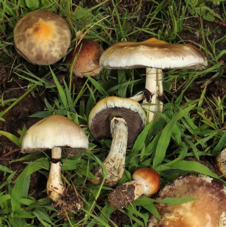 where do psilocybe mushrooms grow in california