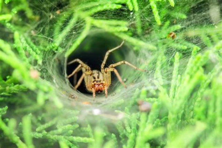 where do spiders go during the day