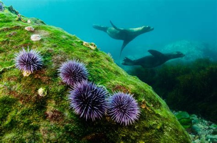 where does echinoderms live