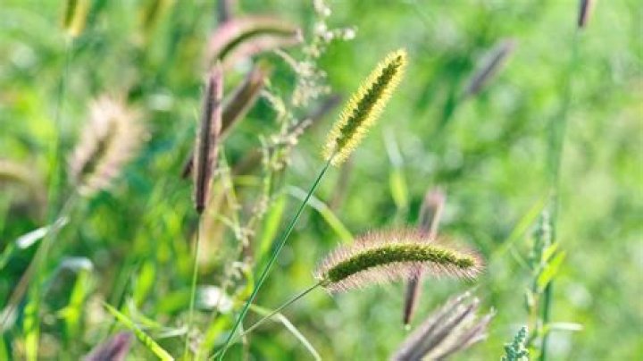 where does foxtail grass grow