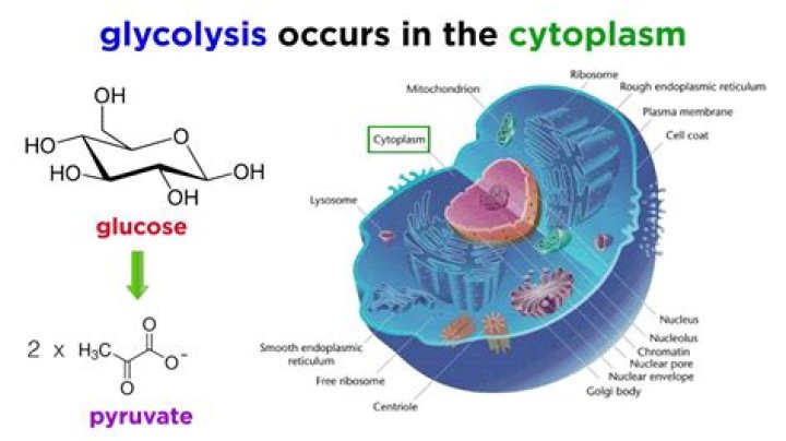 where does glycolysis take place in prokaryotic cells