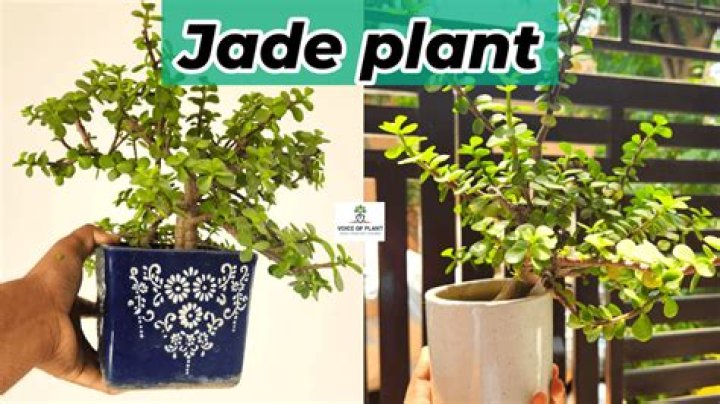 where to place jade plant in home
