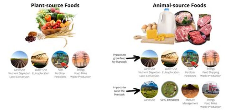 Which animal produces sausages?