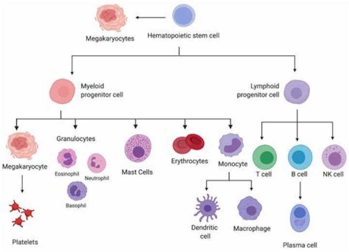 which cells of the myeloid stem cell pathway have accumulated granules?