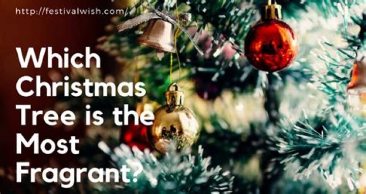 which christmas tree is most fragrant