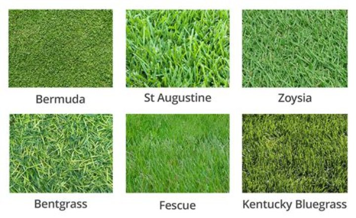 which grass is called as elephant grass