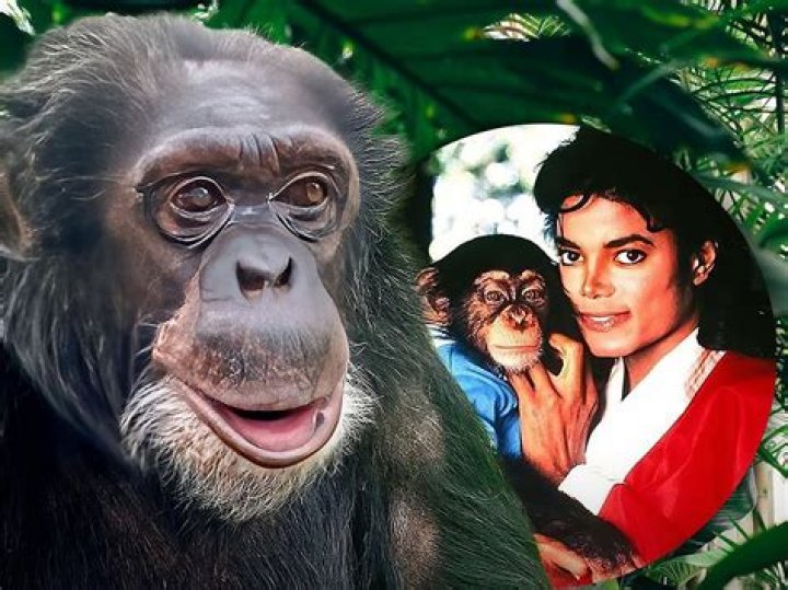 which monkey is still alive