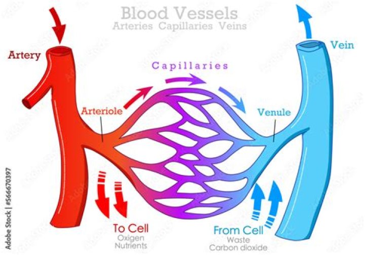 which of the following blood vessels transports oxygenated blood?
