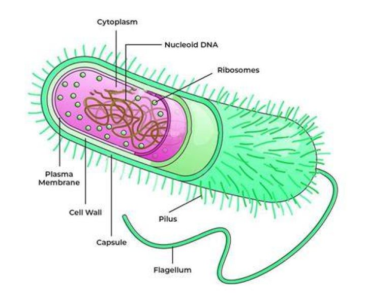 which of the following features is not found in a bacterial cell?