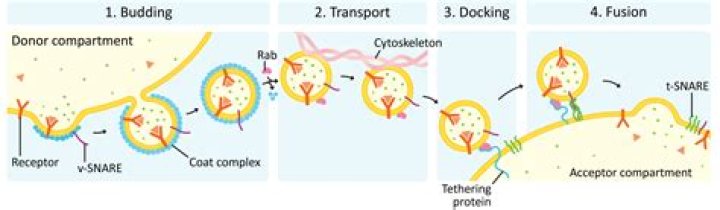 which of these vesicular transport methods expels material from the cell?