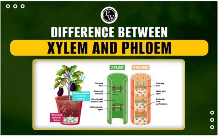 which statement best describes the difference between xylem and phloem?