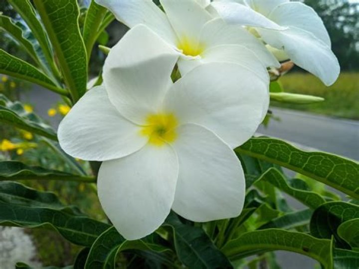 white flower with yellow center