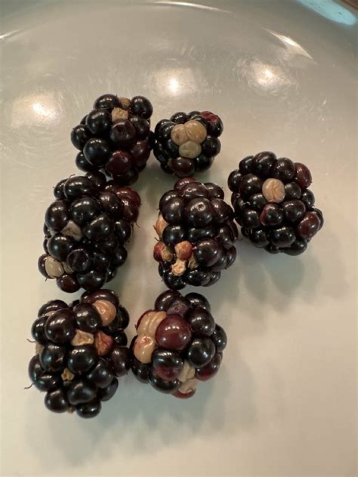 white stuff on blackberries