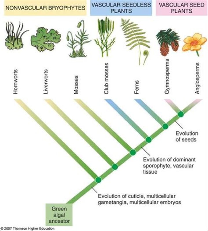 why algae considered as ancestors to kingdom plantae