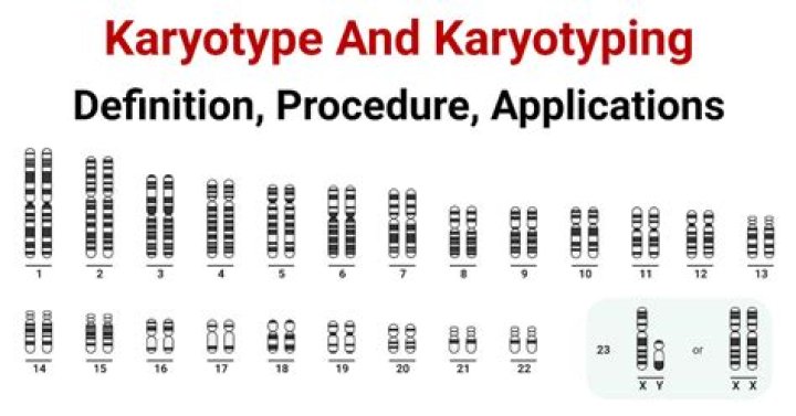 why are karyotypes useful diagrams