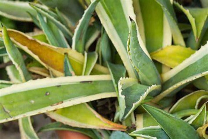 why are my agave leaves turning yellow